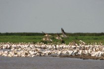 Lake Manyara NP, pelikanen