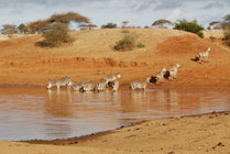 Masaai Mara -zebra's