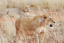 Masai Mara - leeuwen