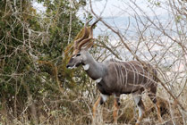 Masaai Mara- kudu