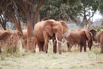 Amboselie NP - olifanten
