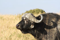 Buffel-Masaai Mara