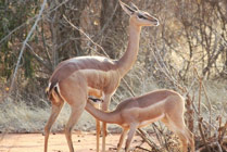 giraf gazelles