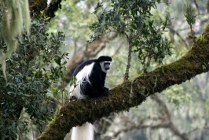 Black and white colobus monkey 