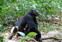 Chimpansees 