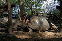 Zanzibar Prison Island- 
reuze schildpadden