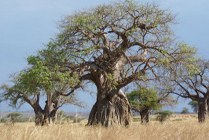 Baobab boom,droge tijd, Tarangire NP