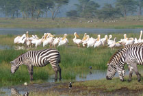 Watervogels, Lake Nakuru NP, Kenia