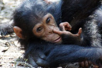 Chimpansees 