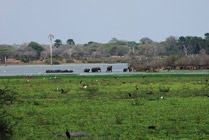 Selous NP- Olifanten in de rivier