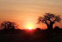 Ruaha NP, zonsondergang, baobab bomen