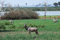Kudu aan de Rufiji  rivier in Selous NP 