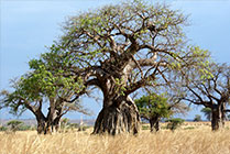 Baobab bomen Iringa- Ruaha NP